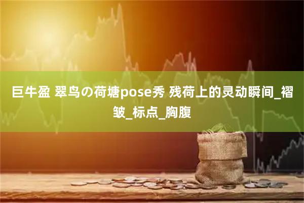 巨牛盈 翠鸟の荷塘pose秀 残荷上的灵动瞬间_褶皱_标点_胸腹